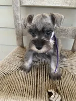 Purple, a female Miniature Schnauzer for sale in Cullman, AL – 5 of 7