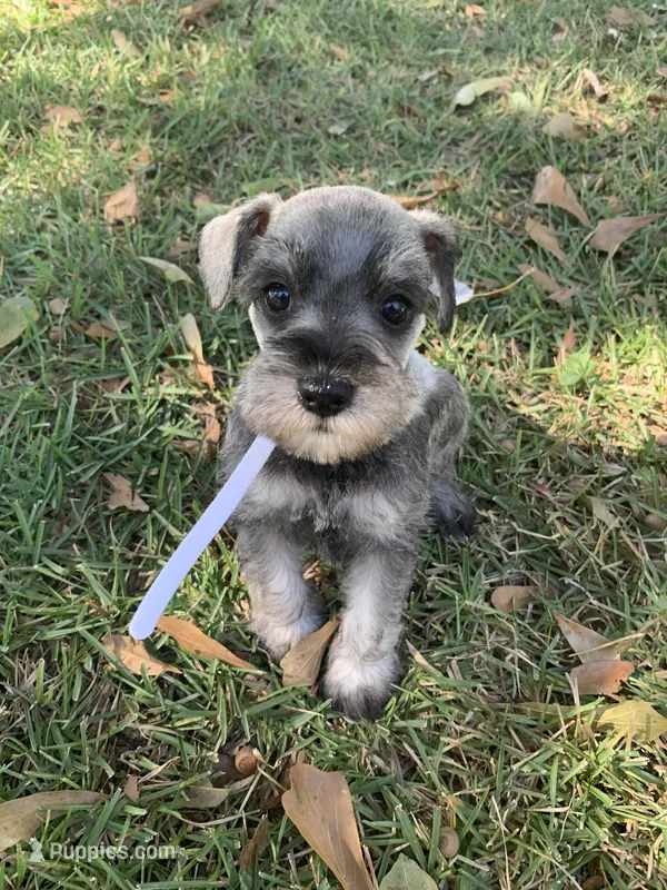 Ellie – Miniature Schnauzer puppy for sale in Cullman, AL