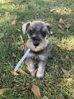 Ellie, a female Miniature Schnauzer for sale in Cullman, AL – 1 of 7
