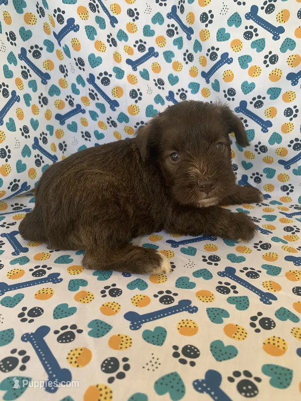 June  – Miniature Schnauzer puppy for sale in Cullman, AL