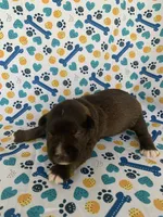 June , a female Miniature Schnauzer for sale in Cullman, AL – 2 of 5