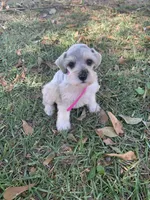 Dolly, a female Miniature Schnauzer for sale in Cullman, AL – 3 of 9