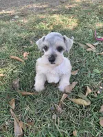 Dolly, a female Miniature Schnauzer for sale in Cullman, AL – 5 of 9