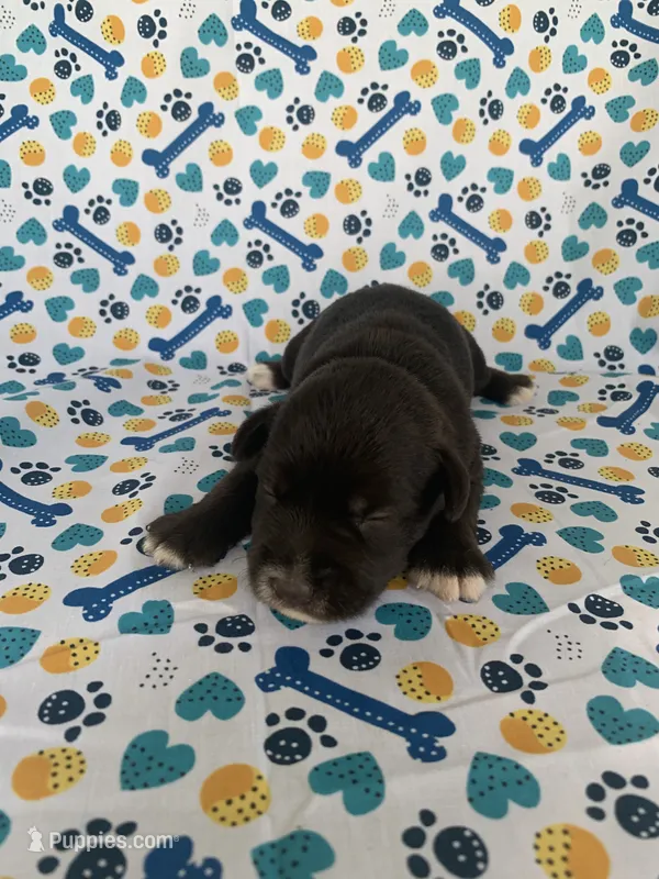 Lucy – Miniature Schnauzer puppy for sale in Cullman, AL