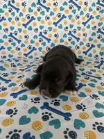 Lucy, a female Miniature Schnauzer for sale in Cullman, AL – 1 of 6