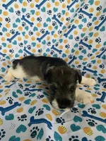 Gus, a male Miniature Schnauzer for sale in Cullman, AL – 4 of 5