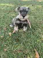 Pink, a female Miniature Schnauzer for sale in Cullman, AL – 2 of 5