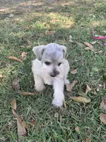 Dolly, a female Miniature Schnauzer for sale in Cullman, AL – 4 of 9