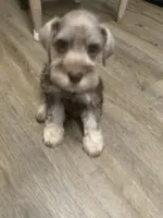 Axle, a male Miniature Schnauzer for sale in Cullman, AL – Photo 3 of 7