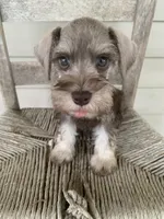 Axle, a male Miniature Schnauzer for sale in Cullman, AL – Photo 5 of 7