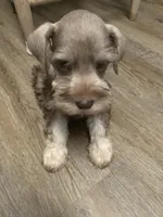 Axle, a male Miniature Schnauzer for sale in Cullman, AL – Photo 6 of 7