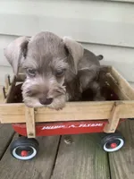 Axle, a male Miniature Schnauzer for sale in Cullman, AL – Photo 2 of 7