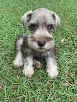 Axle, a male Miniature Schnauzer for sale in Cullman, AL – Photo 7 of 7