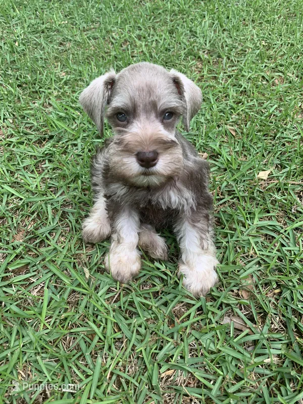 Axle – Miniature Schnauzer puppy for sale in Cullman, AL