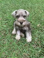 Axle, a male Miniature Schnauzer for sale in Cullman, AL – Photo 1 of 7