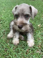 Axle, a male Miniature Schnauzer for sale in Cullman, AL – Photo 4 of 7
