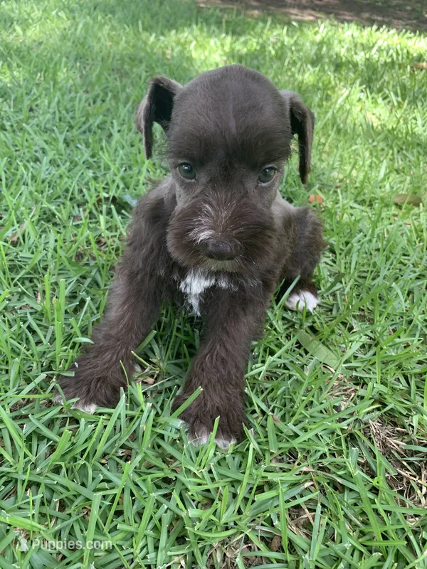 Lulu – Miniature Schnauzer puppy for sale in Cullman, AL