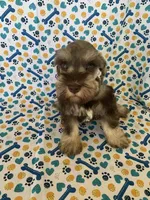 Abby, a female Miniature Schnauzer for sale in Cullman, AL – 5 of 8