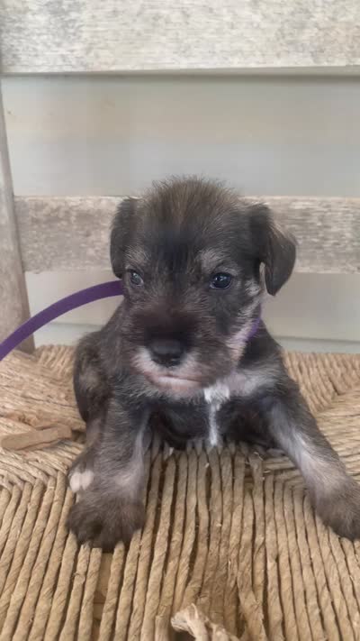 Clay, a male Miniature Schnauzer for sale in Cullman, AL – 7 of 7