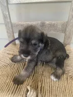 Clay, a male Miniature Schnauzer for sale in Cullman, AL – 5 of 7