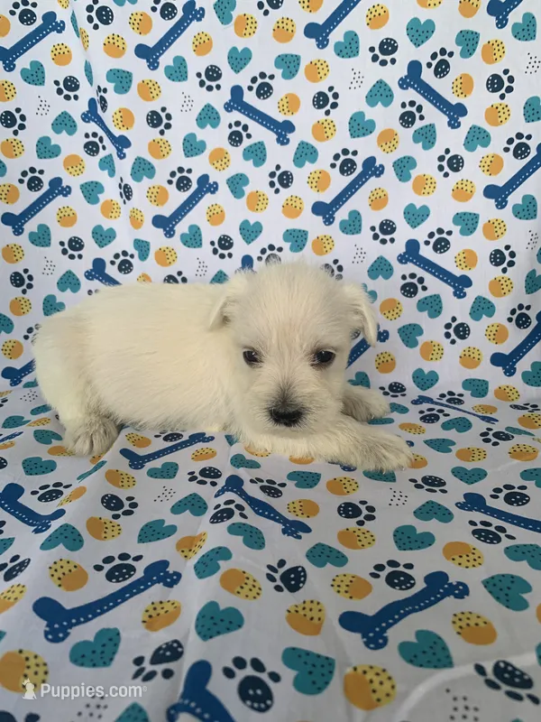 Casey – Miniature Schnauzer puppy for sale in Cullman, AL