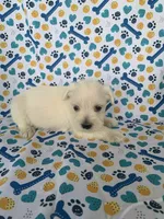 Casey, a female Miniature Schnauzer for sale in Cullman, AL – 1 of 5