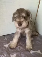 Bart, a male Miniature Schnauzer for sale in Cullman, AL – Photo 3 of 4