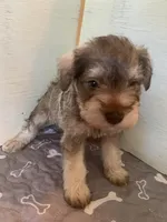 Bart, a male Miniature Schnauzer for sale in Cullman, AL – Photo 4 of 4