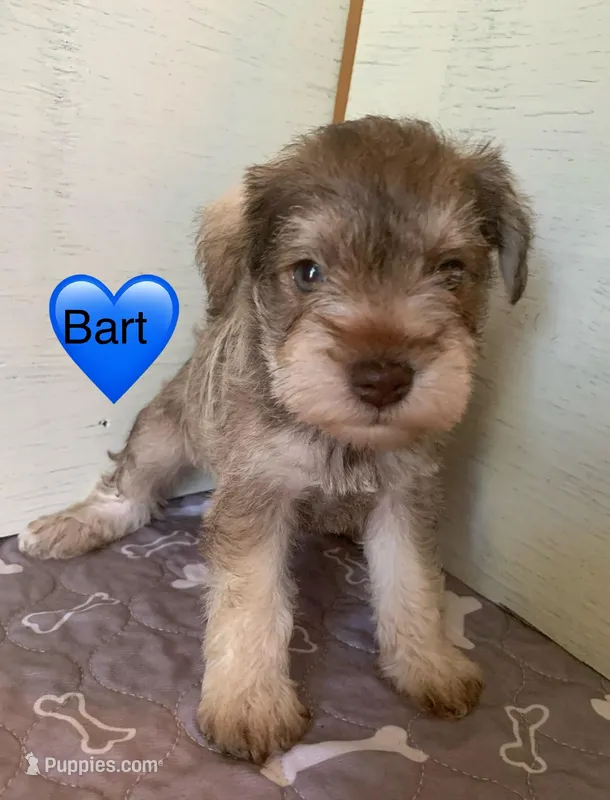 Bart – Miniature Schnauzer puppy for sale in Cullman, AL