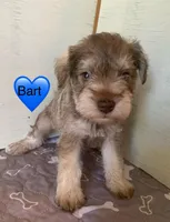 Bart, a male Miniature Schnauzer for sale in Cullman, AL – Photo 1 of 4