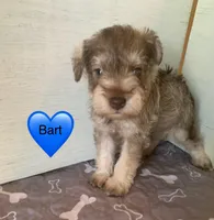 Bart, a male Miniature Schnauzer for sale in Cullman, AL – Photo 2 of 4
