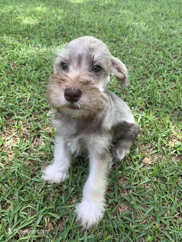 Bart – Miniature Schnauzer puppy for sale in Cullman, AL