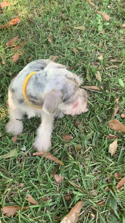 Minnie, a female Miniature Schnauzer for sale in Cullman, AL – 5 of 5