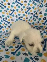 Casey, a female Miniature Schnauzer for sale in Cullman, AL – 4 of 5