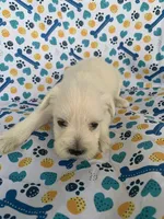 Casey, a female Miniature Schnauzer for sale in Cullman, AL – 3 of 5