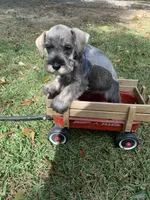Blue, a male Miniature Schnauzer for sale in Cullman, AL – 3 of 4