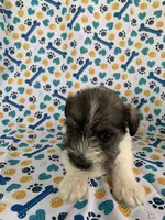 Bama, a female Miniature Schnauzer for sale in Cullman, AL – 5 of 5