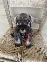 Red, a male Miniature Schnauzer for sale in Cullman, AL – 3 of 6