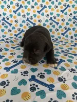 Lucy, a female Miniature Schnauzer for sale in Cullman, AL – 5 of 6
