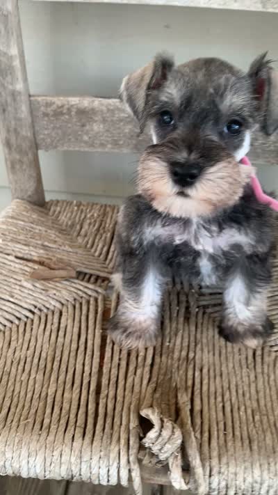 Pink, a female Miniature Schnauzer for sale in Cullman, AL – 4 of 5
