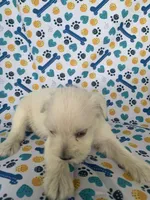 Casey, a female Miniature Schnauzer for sale in Cullman, AL – 2 of 5