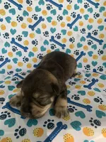 Reba, a female Miniature Schnauzer for sale in Cullman, AL – 1 of 6
