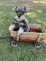 Pink, a female Miniature Schnauzer for sale in Cullman, AL – 3 of 5