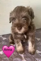 Anna, a female Miniature Schnauzer for sale in Cullman, AL – Photo 2 of 3