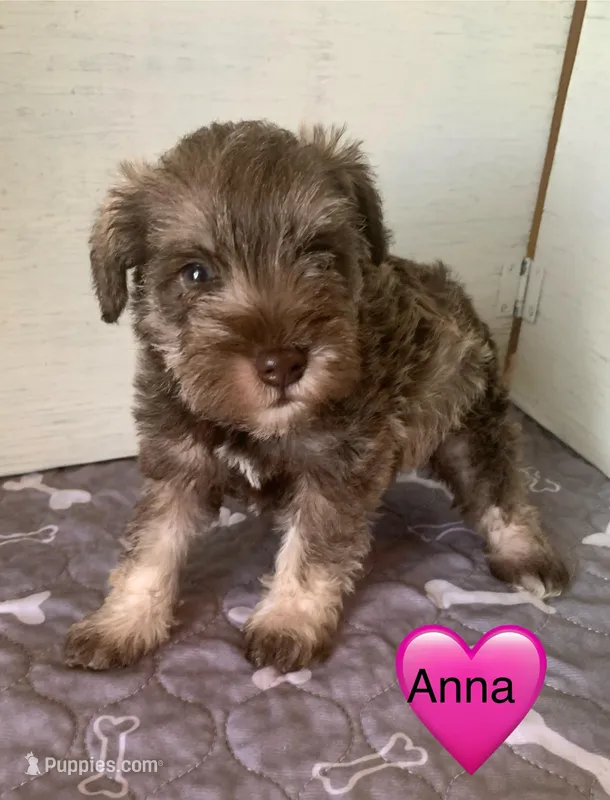 Anna – Miniature Schnauzer puppy for sale in Cullman, AL