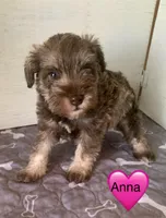 Anna, a female Miniature Schnauzer for sale in Cullman, AL – Photo 1 of 3