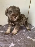 Anna, a female Miniature Schnauzer for sale in Cullman, AL – Photo 3 of 3