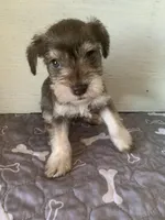 Emma, a female Miniature Schnauzer for sale in Cullman, AL – Photo 3 of 3