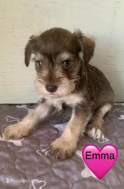 Emma – Miniature Schnauzer puppy for sale in Cullman, AL