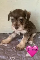 Emma, a female Miniature Schnauzer for sale in Cullman, AL – Photo 1 of 3